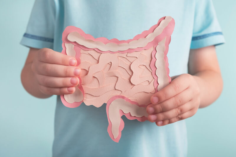 Child holding a model of digestive system
